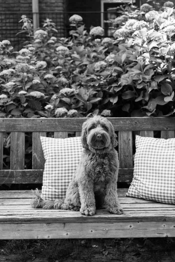 Australian Labradoodle Harper in de tuin van The Kids Company kinderopvang in Veldhoven